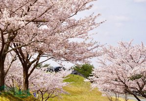 【東北に春を告げるまち広野町】4月の広野町はたくさんの“春”で満ち溢れています#東北に春を告げるまち #福島県 #fukushima #...