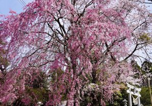 【東北に春を告げるまち広野町】4月の広野町はたくさんの“春”で満ち溢れています✨#東北に春を告げるまち #福島県 #fukushima ...
