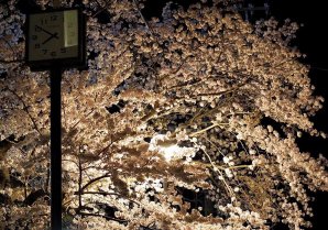 【東北に春を告げるまち広野町】4月の広野町はたくさんの“春”で満ち溢れています✨#東北に春を告げるまち #福島県 #fukushima ...