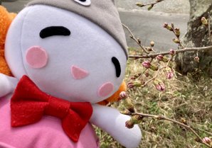 【浪江町の桜情報🌸 3月23日】東京の桜は満開なんだってね！浪江町の桜はこんな感じ～🌸あともうちょっとかな？？桜がさくの楽し...