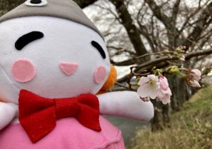【浪江町の桜情報🌸 3月24日】請戸川リバーラインの桜が咲いたよー🌸✨いつもよりも早い！来週には満開かな？？楽しみーっ！ #請...