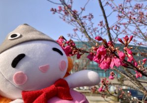 【勝手に開花宣言！🌸】浪江町役場の駐車場ある 紅房桜(べにふささくら)は、濃いピンクの桜がさくの！少しづつ咲いてきたよ～✨めん...