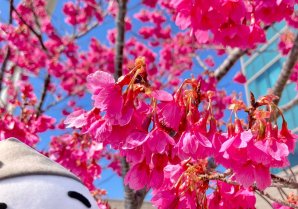 【紅房桜が満開🌸】おはよ☀️浪江町役場の駐車場ある 紅房桜(べにふささくら)が、キレイにさいてるの！道の駅なみえでは、周年祭を...