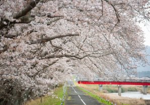 請戸川リバーライン沿いの桜、あれよあれよという間に八分咲き程になりました♪今週末まで穏やかな天気予報になっております。道の駅...