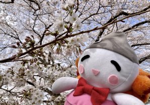 【満開までもうちょっと！🌸】おはよ～☀️お日さまは顔を出してるけど、風がひんやり冷たい！ #請戸川リバーライン の桜は5分咲き...