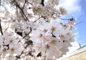 【浪江町の桜🌸 満開だね！✨】まいにち桜🌸をみて、キレイだなぁ～って思ってるの～✨みんなニコニコ、すごくしあわせな気分になるね...