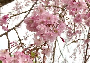 【おさんぽしてると桜やお花がたくさん🌸】請戸川リバーラインの桜は終わっちゃったけど、浪江町内のいろいろなところに、めんこい桜...